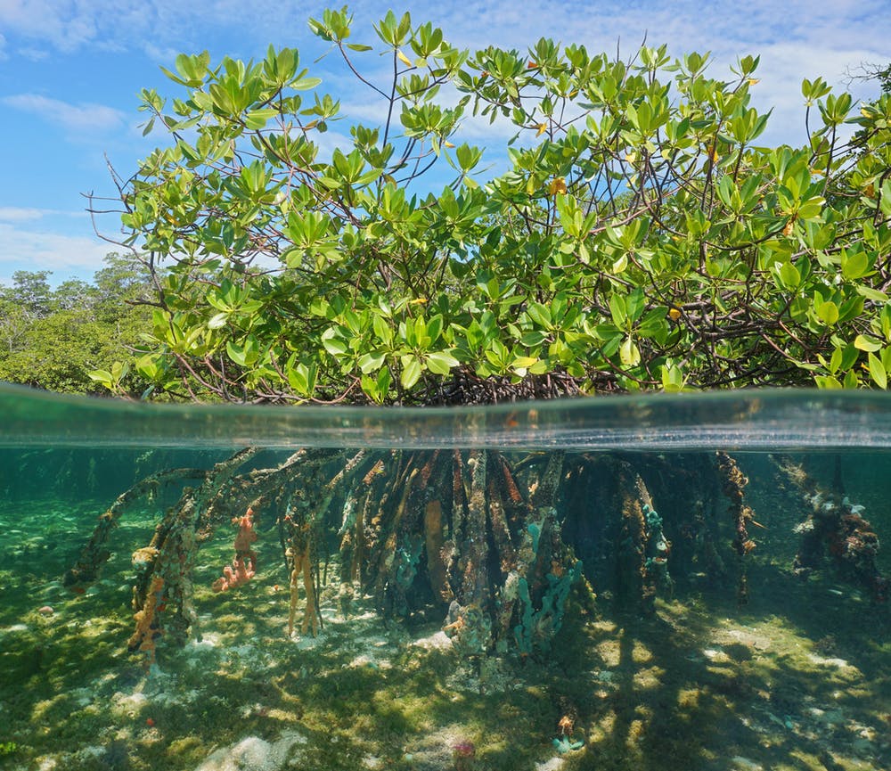 mangrove